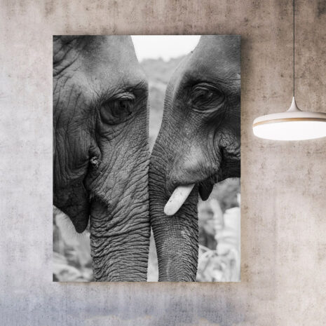 Elephants-3-1.jpg