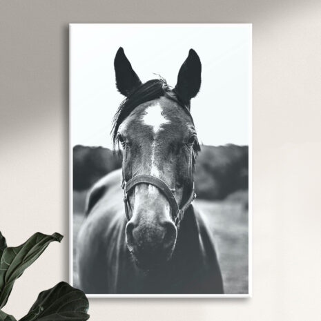 black-and-white-horse-3-1.jpg