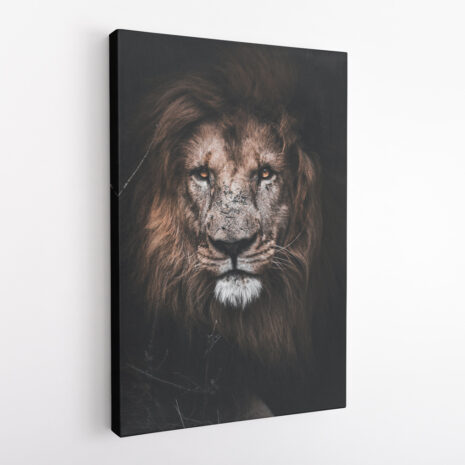 dark-lion-3-1.jpg