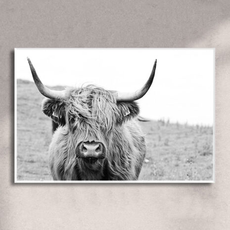 highland-cow-white frame